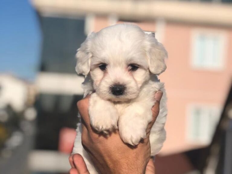 6 Maddede Fino Köpek Cinsleri Zoo Blog