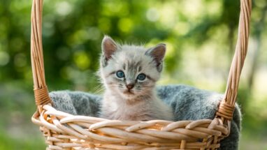 FIV Nedir? Kedi AIDS Hastalığı Nasıl Bulaşır? FIV Belirtileri