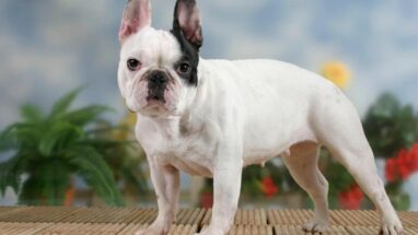 Fransız Bulldog Köpek Irkı Özellikleri