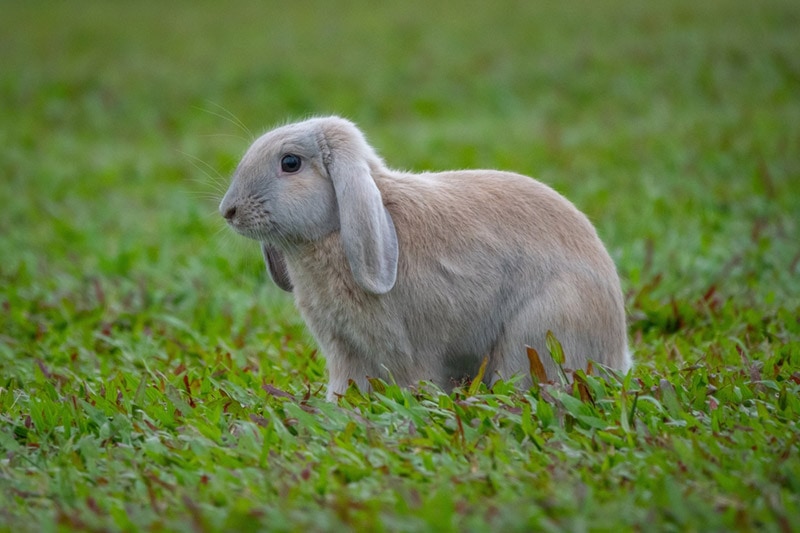 Fransız Lop Tavşanı