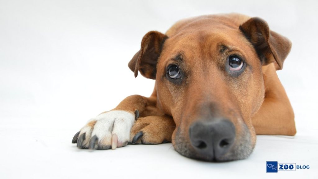 Gece Köpek Havlaması Neye İşarettir?