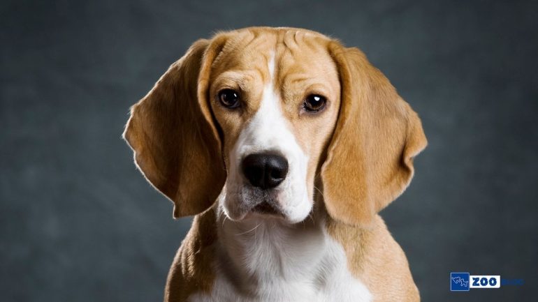 Gece Köpek Havlaması Neye İşarettir?