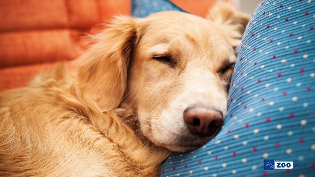 Gece Köpekler Neden Havlar?