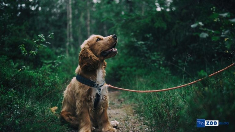Gece Köpekler Neden Havlar?