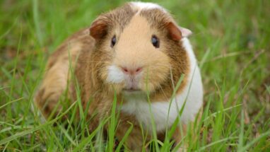 Ginepig Bakımı Nasıl Olmalı?