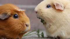 Ginepig Domuzu Özellikleri, Bakımı ve Beslenme