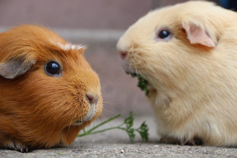 Ginepig Domuzu Özellikleri, Bakımı ve Beslenme