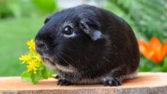 Ginepig Tüy Döker Mi?