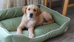 Golden Köpeğinin Özellikleri
