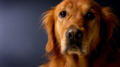 Golden Köpek Türü Özellikleri, Bakımı ve Beslenmesi