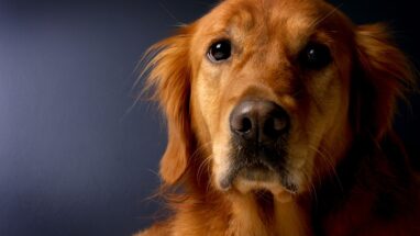 Golden Köpek Türü Özellikleri, Bakımı ve Beslenmesi