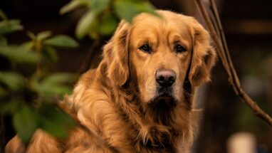 Golden Köpekler Hakkında Bilgi