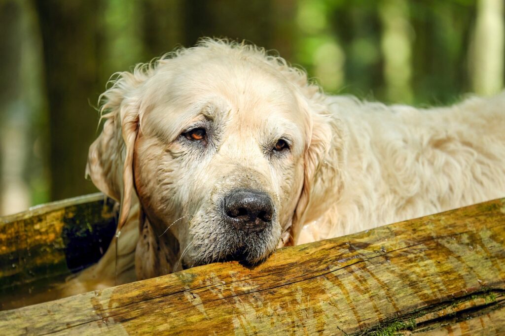 Golden Retriever Hakkında Bilgi