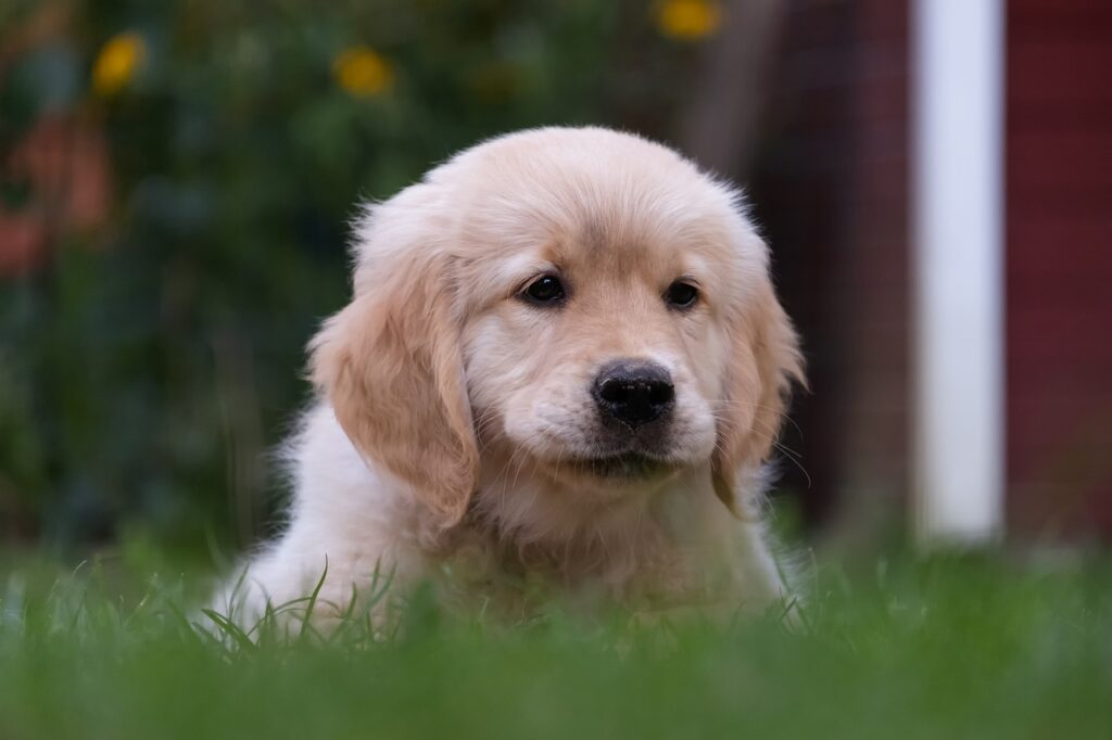 Golden Retriever Hakkında Bilgi