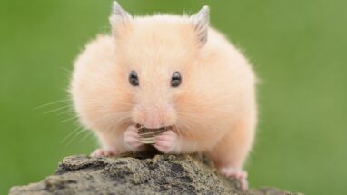 Gonzales Hamster ile İlgili Daha Önce Duymadığınız Bilgiler