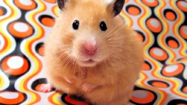 Gonzales Hamster Özellikleri, Tarihçesi ve Beslenme İhtiyacı