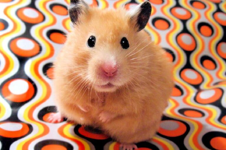 Gonzales Hamster Özellikleri, Tarihçesi ve Beslenme İhtiyacı