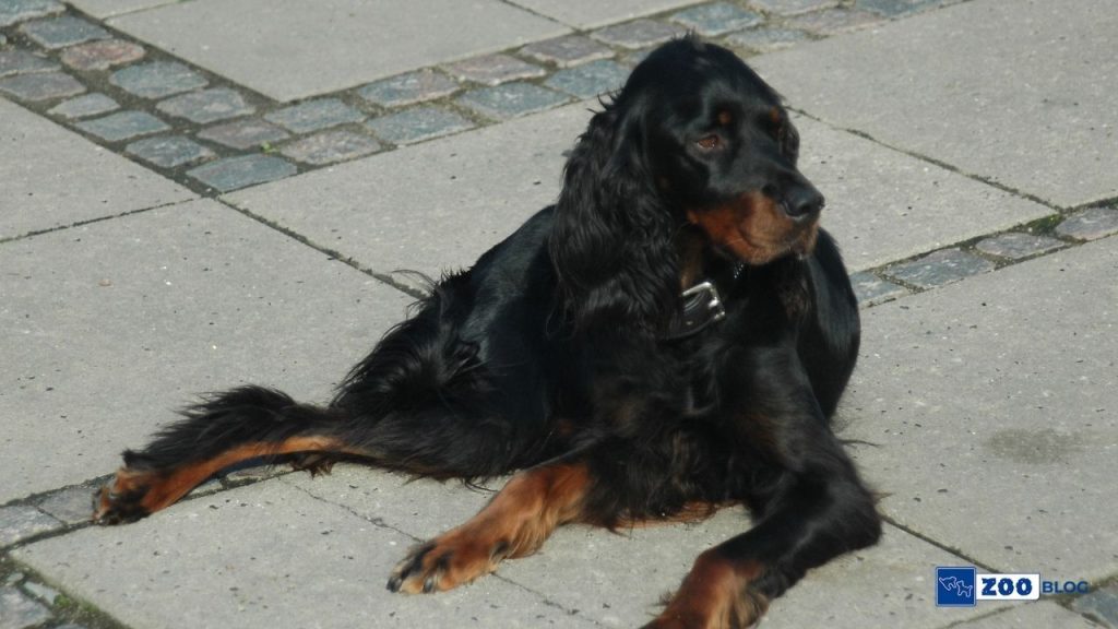 Gordon Setter Köpek Karakteri ve Özellikleri