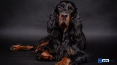 Gordon Setter Köpek Karakteri ve Özellikleri