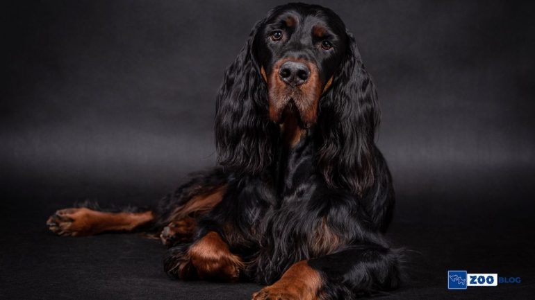 Gordon Setter Köpek Karakteri ve Özellikleri