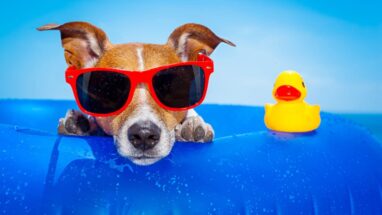 Köpek İsimleri Arasından En İlgi Çekici Olanları Seçiyoruz!