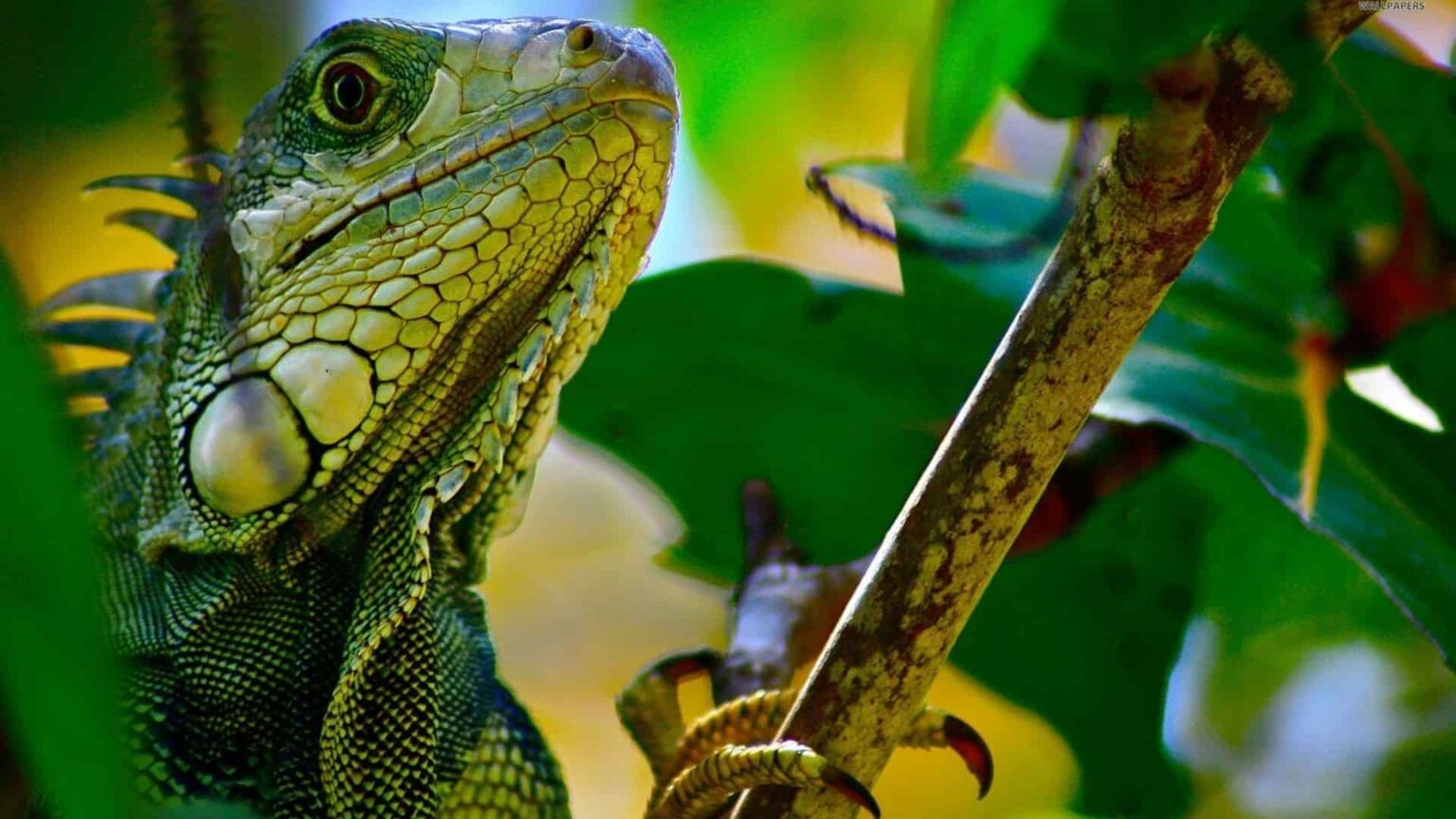 Yeşil İguana ile İlgili Daha Önce Duymadığınız Bilgiler Zoo Blog