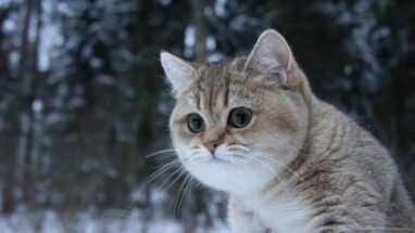 Kedi Ömrü Ne Kadar Olur?
