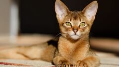 Habeş Kedi Irkı Bakımı Nasıl Olmalı?
