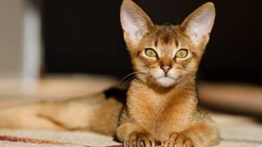 Habeş Kedi Irkı Bakımı Nasıl Olmalı?
