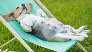 Köpekler Ne Kadar Sürede Doğurur ve Gebelik Süreçleri