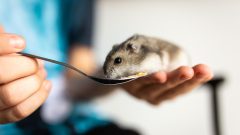 Hamster Eğitimi Nasıl Yapılır?
