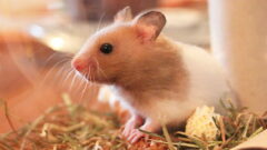 Hamster Hakkında Bilgi: Hamster Özellikleri, Beslenme ve Kafes İhtiyacı