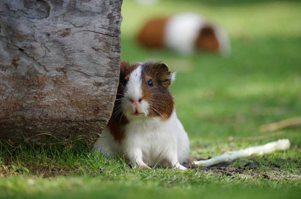 Hamster İçin Gereken Malzemeler