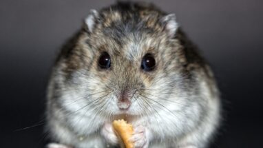 En Güzel ve Anlamlı Hamster İsimleri 2024