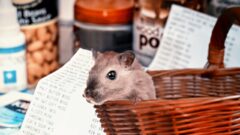 Hamster Kaç Yıl Yaşar?