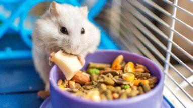 Hamster Kafesi Nasıl Olmalı?