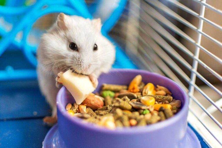 Hamster Kafesi Nasıl Olmalı?