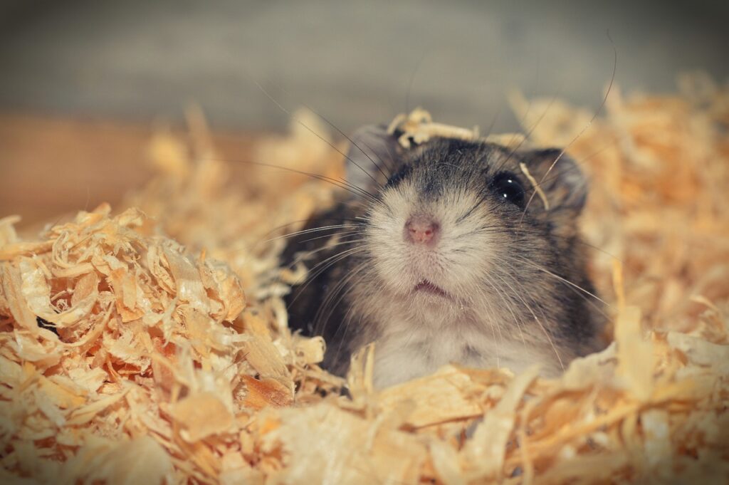 Hamster Nasıl Beslenir?