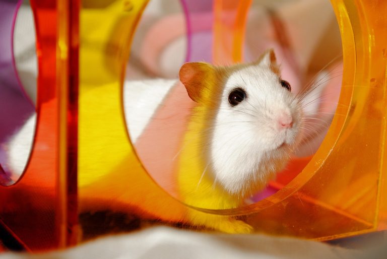 Hamster Neden Çok Uyur?