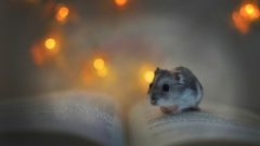 Hamster Neden Ölür? Hamster Ölüm Sebepleri