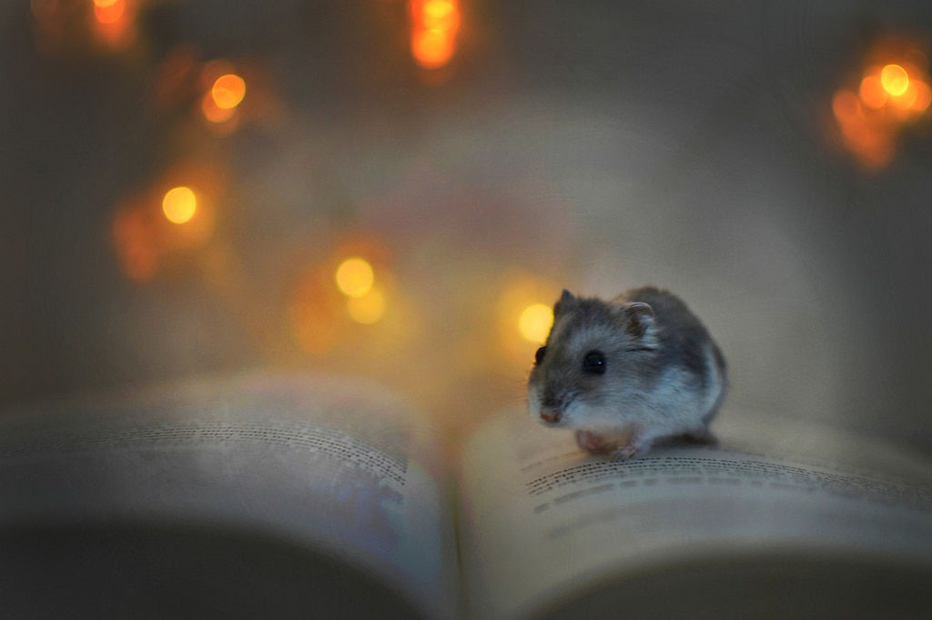 Hamster Neden Ölür? Hamster Ölüm Sebepleri