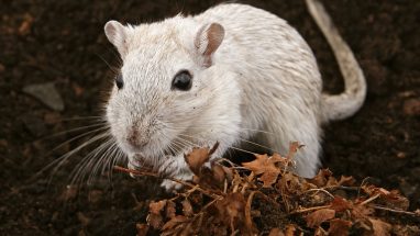 Hamster Ömrü Ne Kadar?