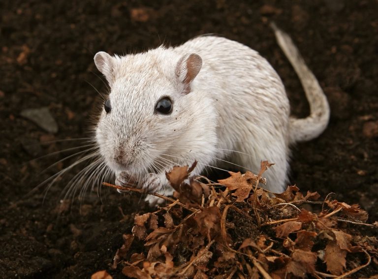 Hamster Ömrü Ne Kadar?