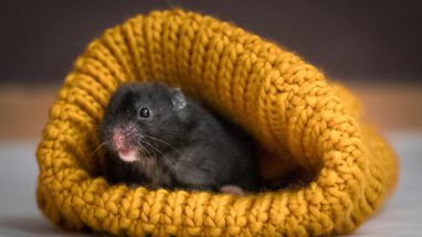 Hamster Peynir Yiyebilir Mi?