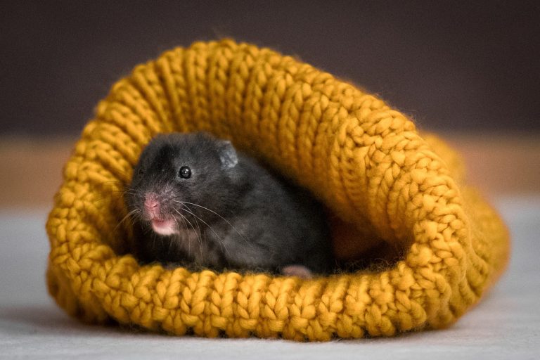Hamster Peynir Yiyebilir Mi?