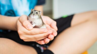 En Güzel Hamster Resimleri