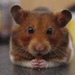 Hamster Sağlığı İçin Dikkat Edilmesi Gerekenler