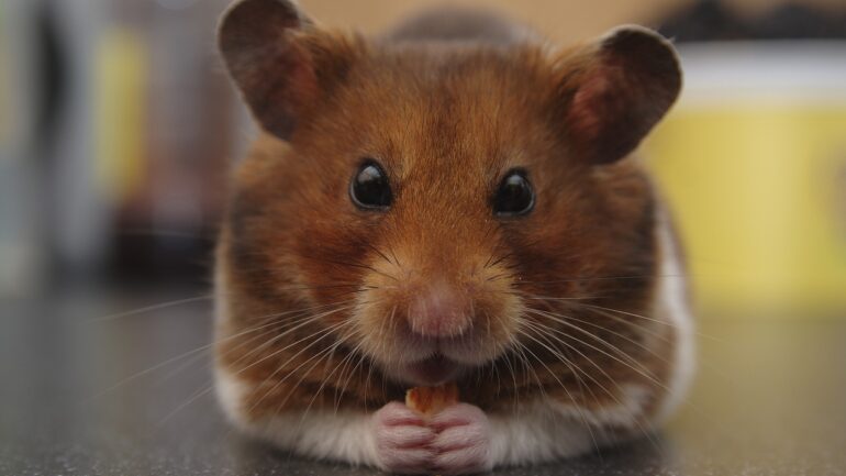 Hamster Sağlığı İçin Dikkat Edilmesi Gerekenler
