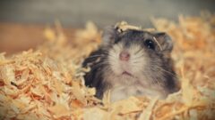 Hamster Sahiplenmenin Avantajları Neler?