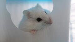 Hamster Sahiplenmenin Avantajları Nelerdir?